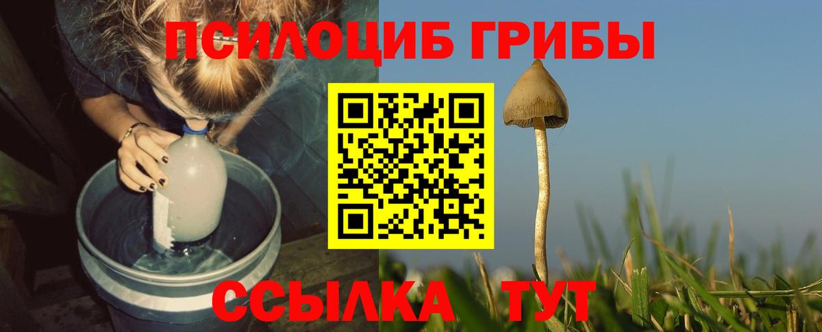 как найти наркотики  Вход с VPN  Городец  Галлюциногенные грибы Psilocybe 